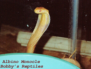 My Baby Albino Monocle 2 copy.jpg [53 Kb]